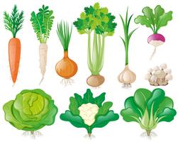 Different types of vegetables vector