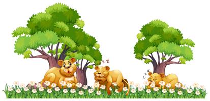 Three lions resting in the field vector