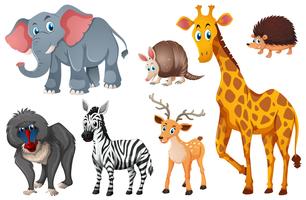 Many types of wild animals vector