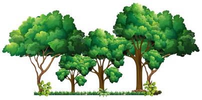 Scene with many trees vector