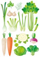 Different types of vegetables vector