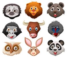 Faces of wild animals vector