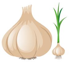 Fresh garlic on white background vector