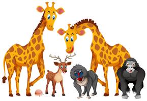 Giraffes and monkeys on white background vector