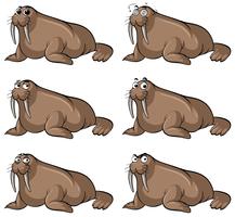Walrus with different facial expressions vector
