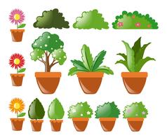 Different kinds of plants in pot vector