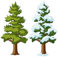 Pine tree in two seasons vector