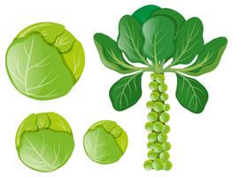 Green cabbages and brussel sprouts vector