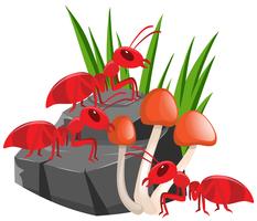Tres hormigas rojas en la roca