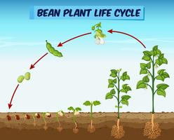 Diagram showing bean plant life cycle vector