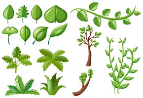 Different types of green leaves vector