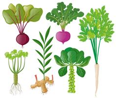 Different types of root vegetables vector