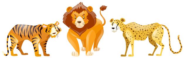 Tigers and lion on white background vector