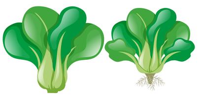 Green spinach on white background vector