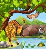 Wild animals by the pond vector
