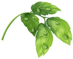 Green leaves with water dews vector