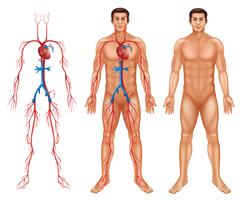 Male circulatory system vector