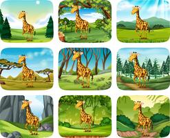 Set of giraffe scenes
