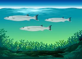 Three fish swimming under the sea vector