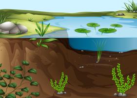 A pond ecosystem vector