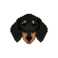 Dachshund dog head in pixel art style.  vector