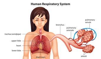 Female human respiratory system vector