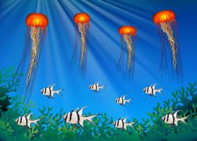 Jellyfish and fish swimming under the sea vector