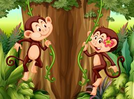 Monkey hanging from vine vector