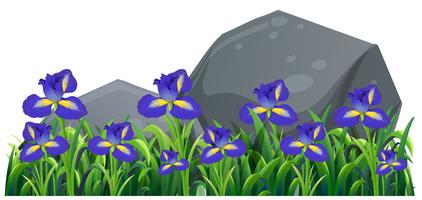 Purple irish flowers in the garden vector