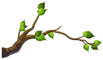 Tree branch on white background vector
