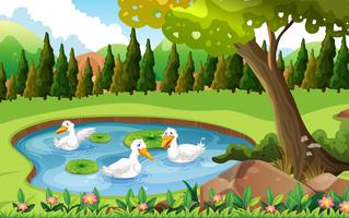 Three ducks swimming in the pond vector