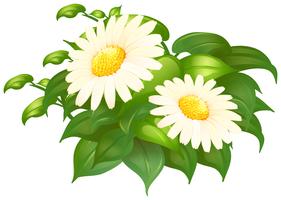 Margarita blanca flores en arbusto verde vector