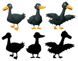 Set of black duck on white backgroung vector