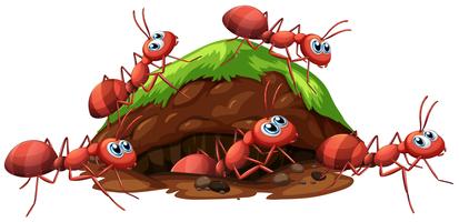 A Fire Red Ants and Hole vector