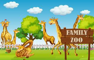 Una familia de jirafas en el zoológico. vector
