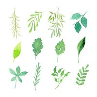 watercolor leaves and branches set vector