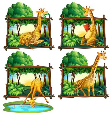 Four frames of giraffes in jungle