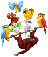 Chimpanzee and many birds on the branch vector