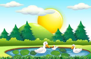 Three ducks in the pond vector