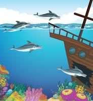 Dolphins swimming under the sea vector