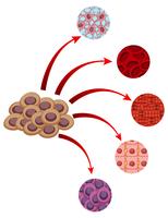 Diagram showing closer look of different cells vector