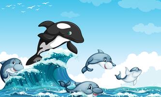 Dolphines swimming in the ocean vector