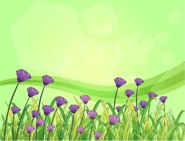 Violet flowers in the garden  vector