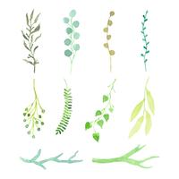 watercolor leaves and branches set vector