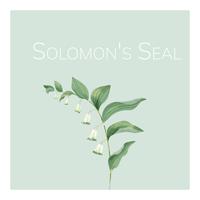 Dibujado a mano ilustración de la flor del sello de Salomón vector