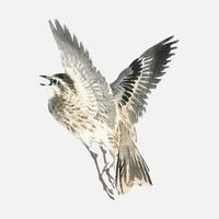 Sparrow by Kno Bairei 1844-1895. Digitally enhanced from our own original 1913 edition of Bairei Gakan. vector