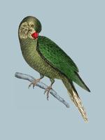 The History of the Earth and Animated Nature by Oliver Goldsmith 1774, a rare antique handcolored tableau of two parakeets. Digitally enhanced by rawpixel. vector