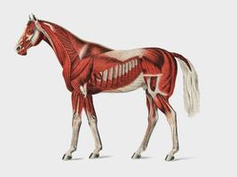Superficial Layer of Muscles by an unknown artist 1904, a medical illustration of equine muscular system. Digitally enhanced by rawpixel. vector