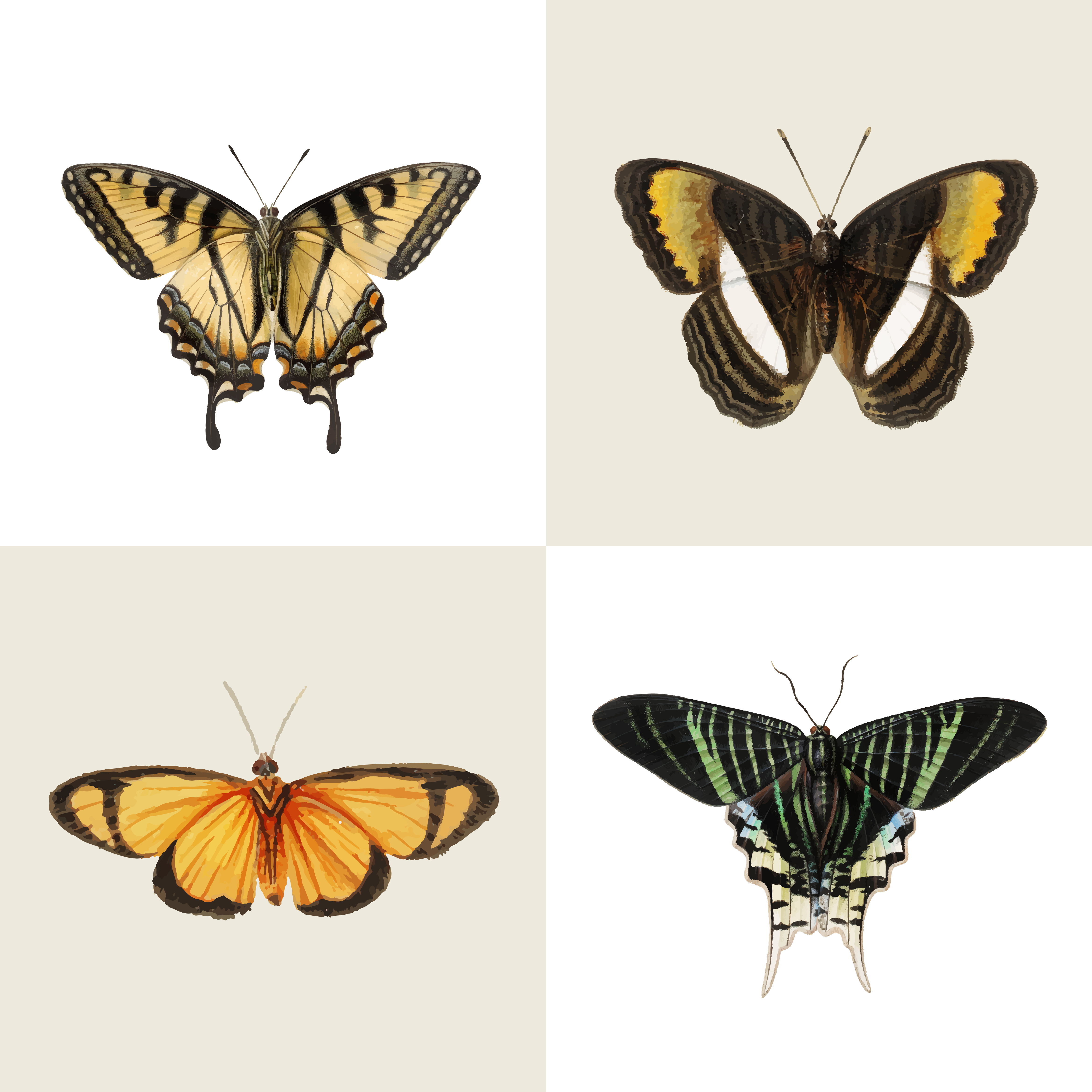 Vintage Ilration Of Erflies And Swallowtails Vintage Ilration Of Erflies And