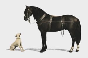 Orloffer Orloff Horse by Emil Volkers 1880, an illustration of a black horse and a white dog. Digitally enhanced by rawpixel. vector